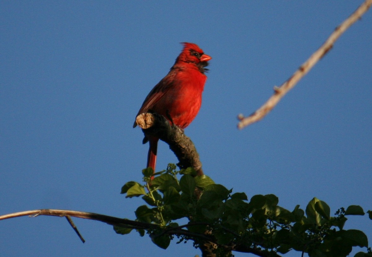 Northern Cardinal - ML640370845