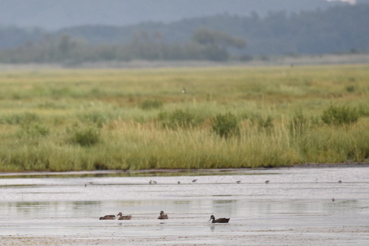 American Black Duck - ML640370915