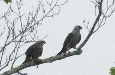 Mississippi Kite - ML640370933