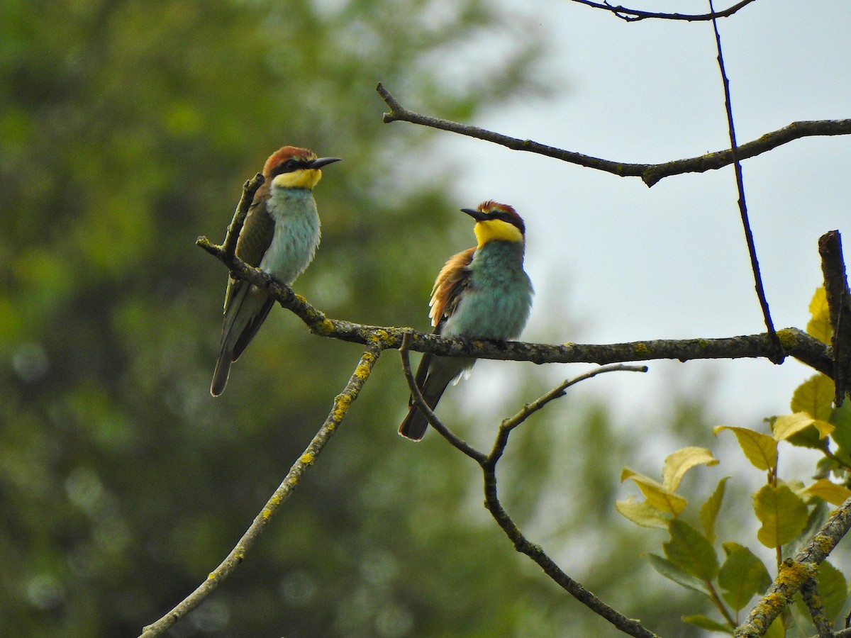 Шарга зөгийч - ML640370954