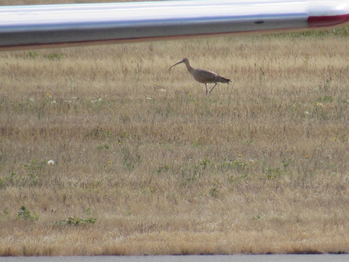 Long-billed Curlew - ML640370962