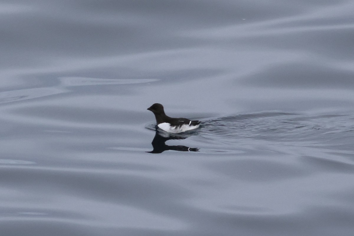 Dovekie - ML640370985