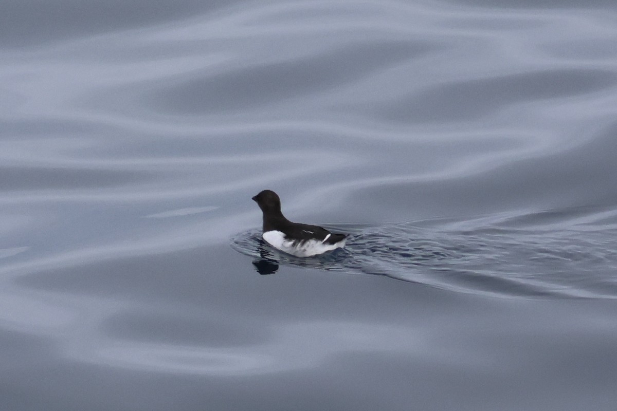 Dovekie - ML640370986