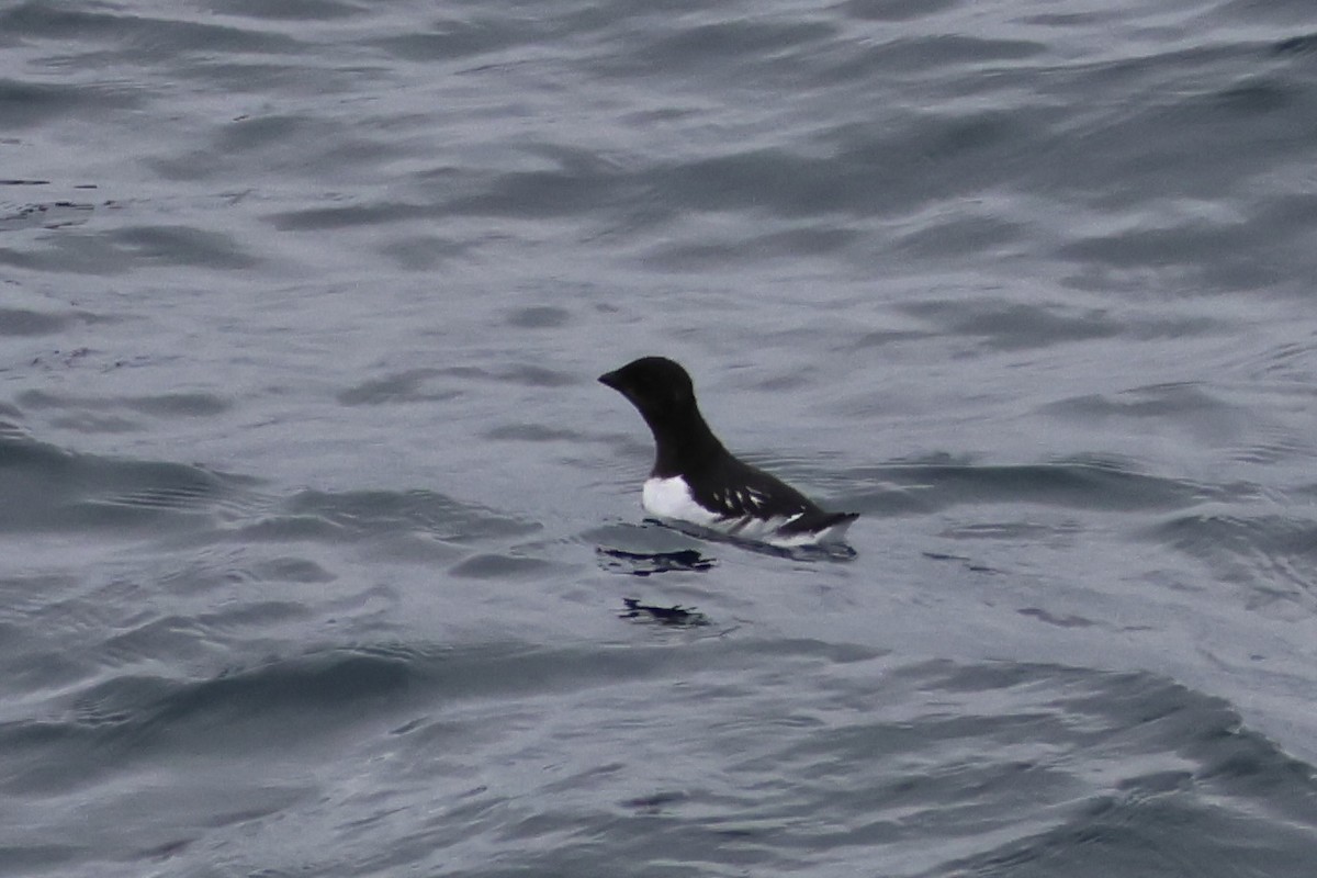Dovekie - ML640370988