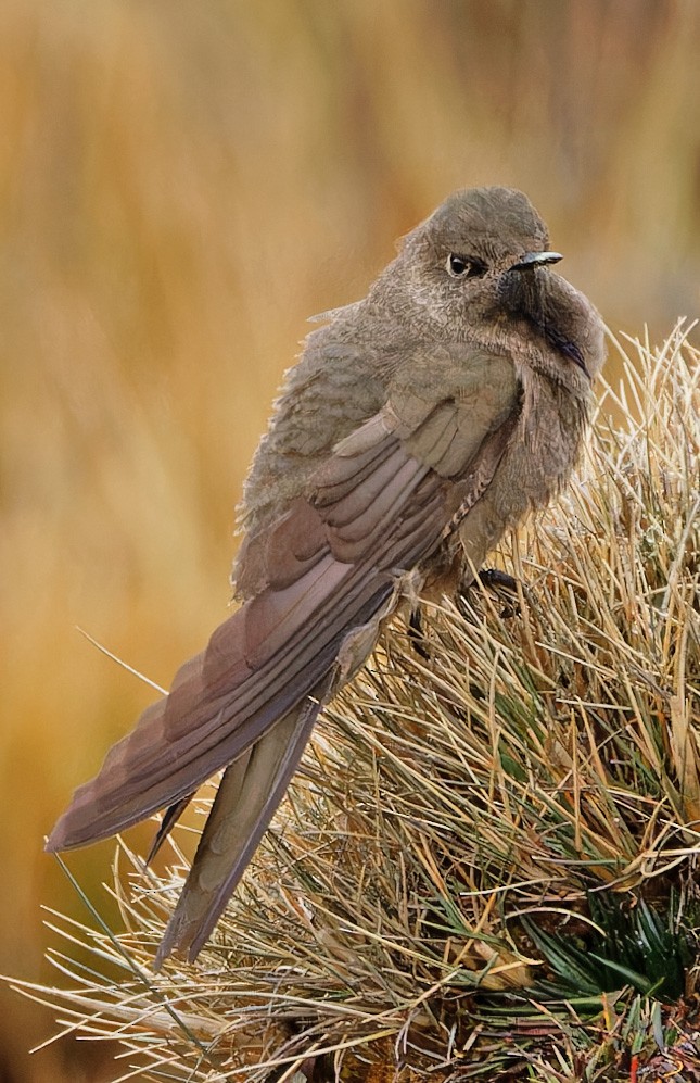 olivennålkolibri - ML640371018