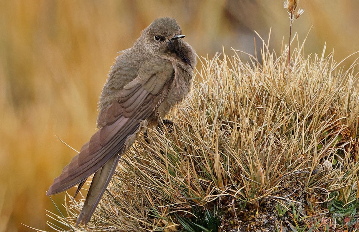 olivennålkolibri - ML640371019