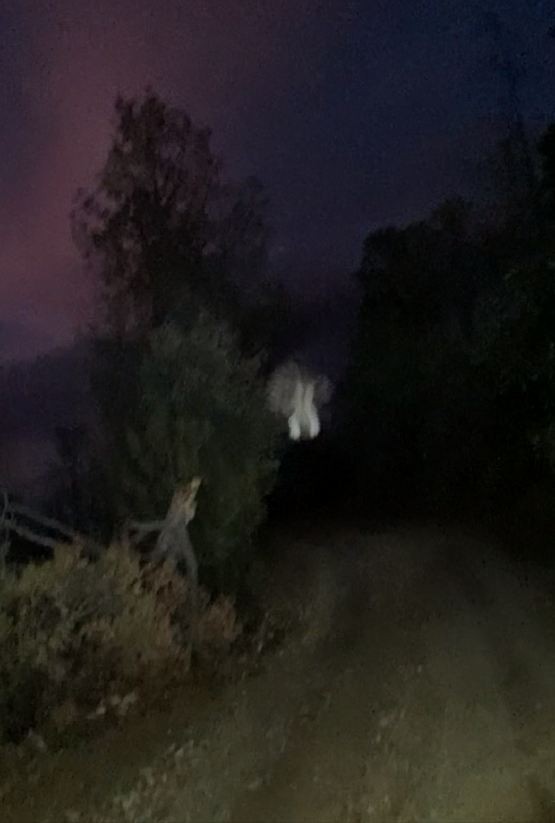 Mexican Whip-poor-will - ML640371061