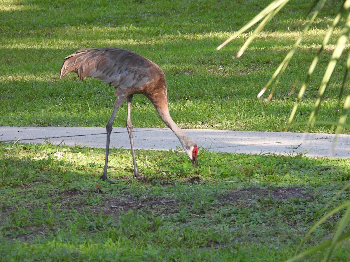 Sandhill Crane - ML640371076