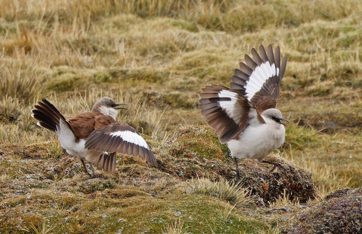 White-bellied Cinclodes - ML640371118
