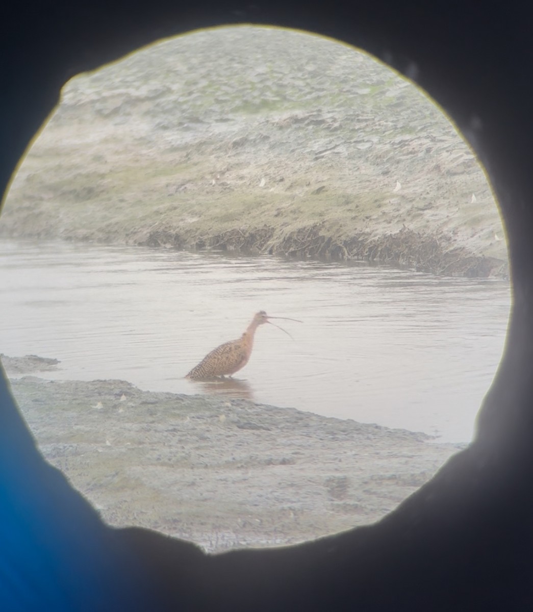 Long-billed Curlew - ML640371133