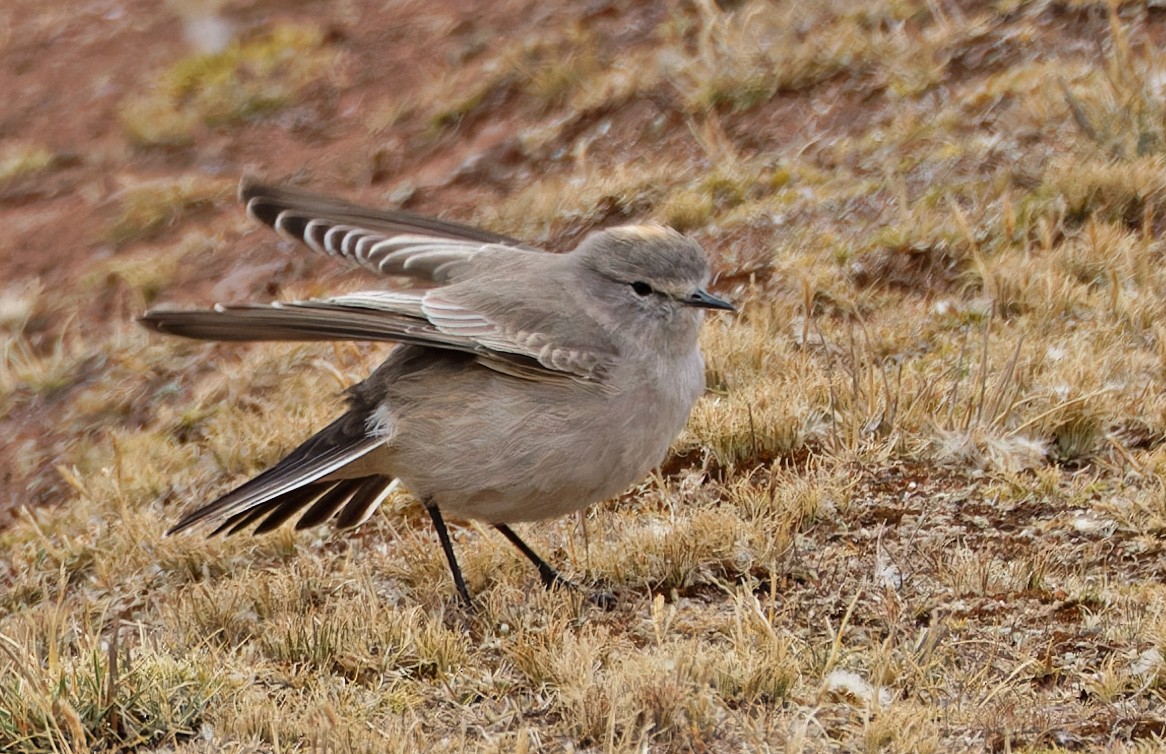 Ochre-naped Ground-Tyrant - ML640371157