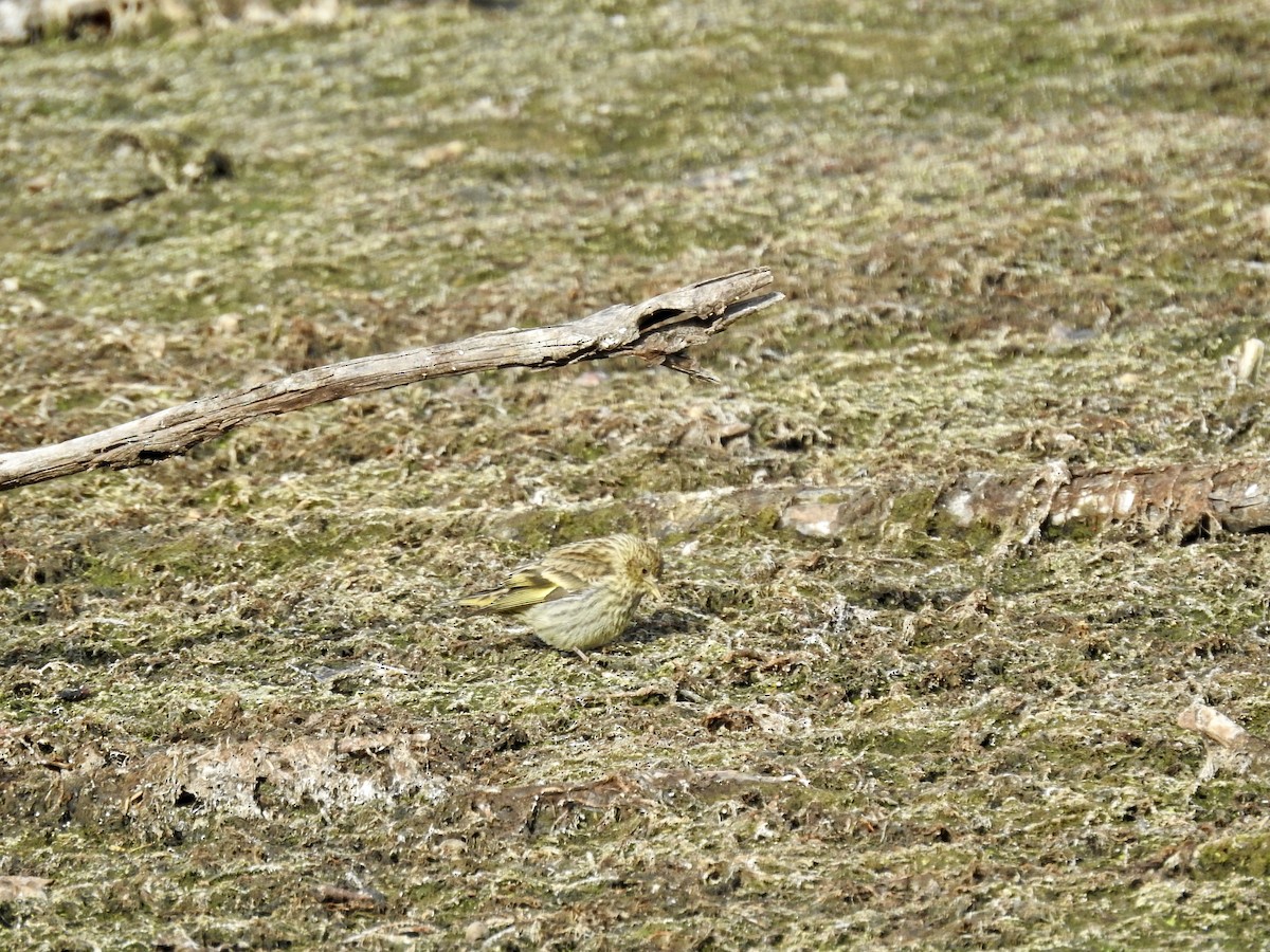 Pine Siskin (green morph) - ML640371160