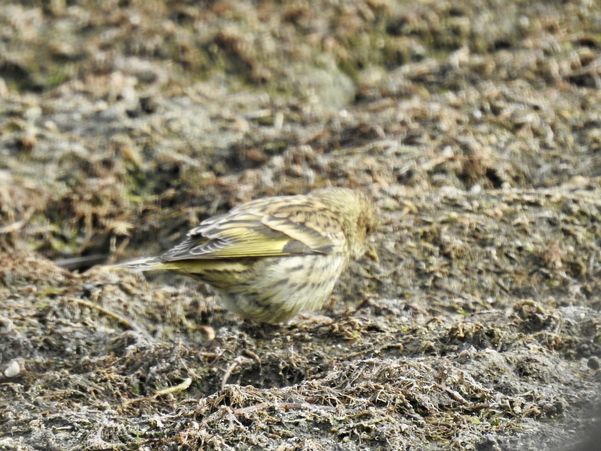 Pine Siskin (green morph) - ML640371161