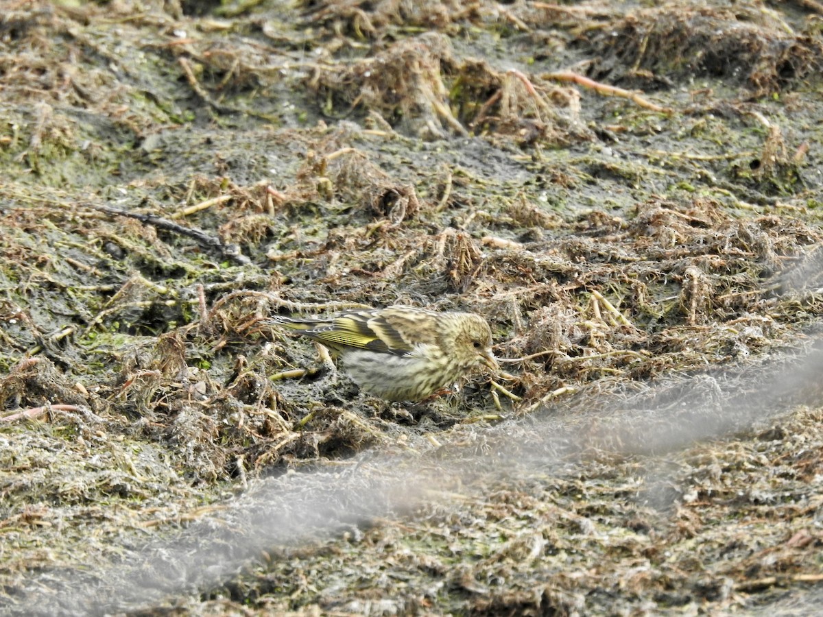 Pine Siskin (green morph) - ML640371164