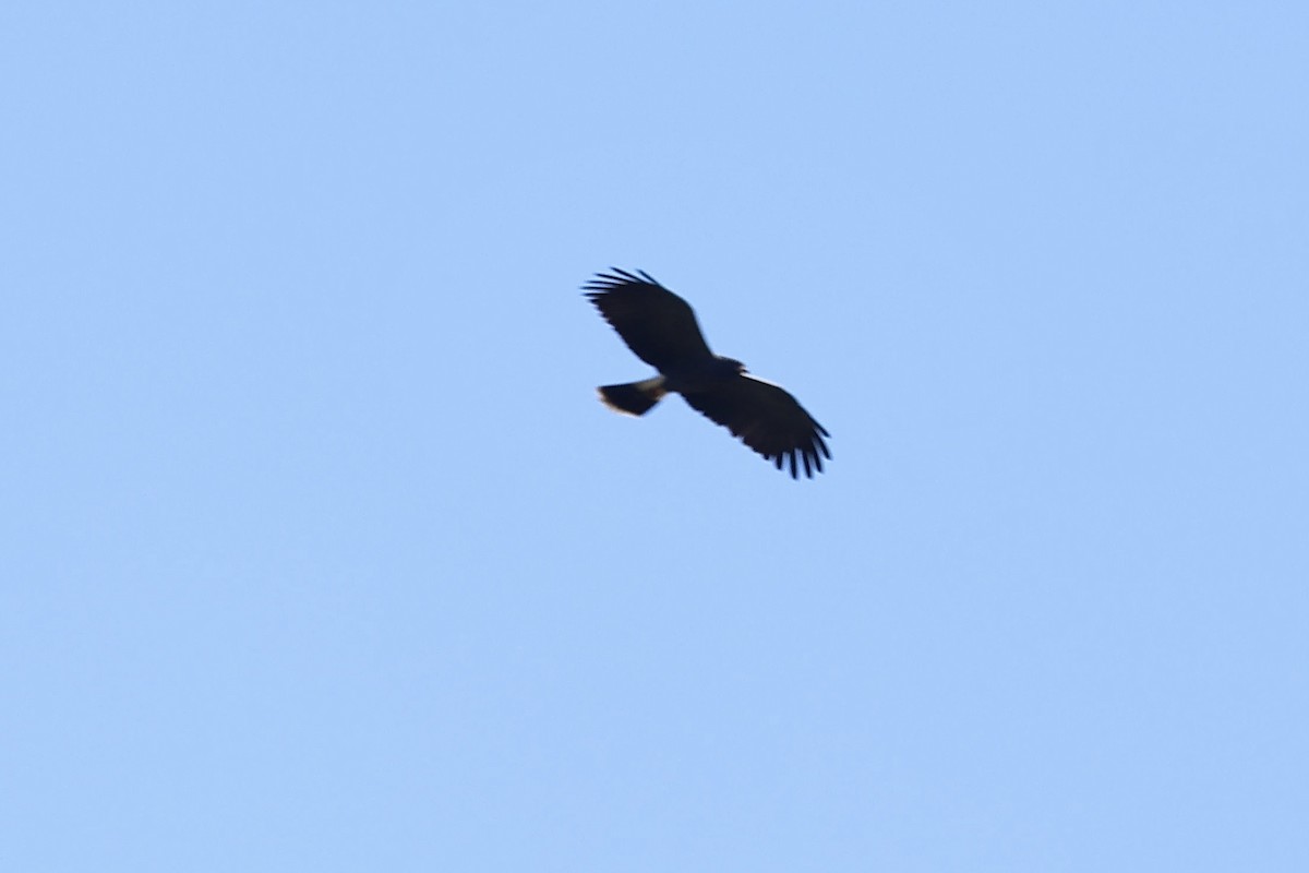 Snail Kite - ML640371170