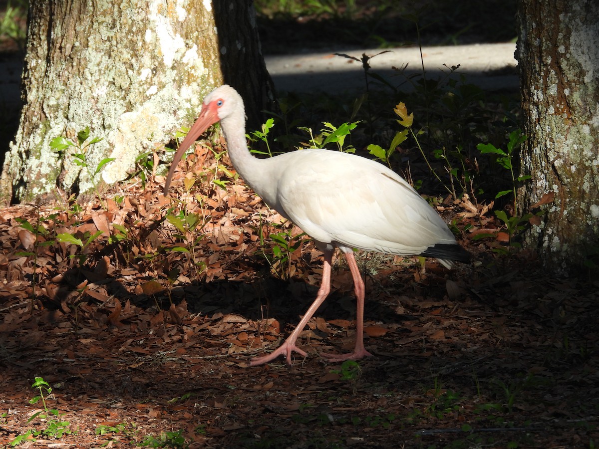 Ibis blanc - ML640371194