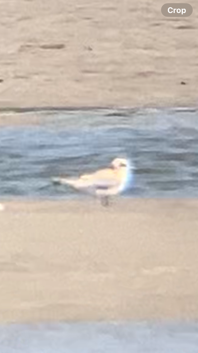 メリケンアジサシ - ML640371239