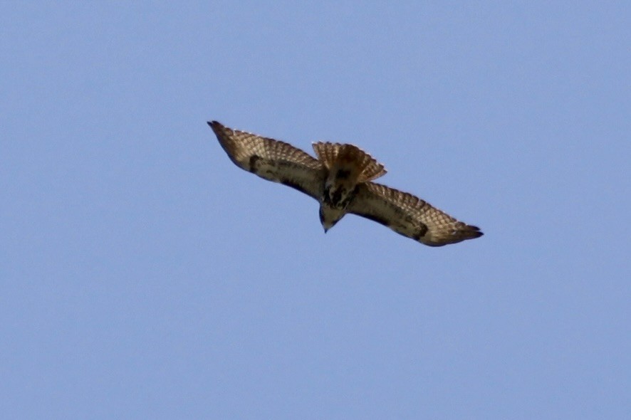 Red-tailed Hawk - ML640371251