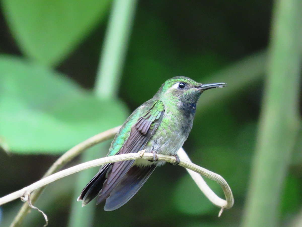 Emerald-chinned Hummingbird - ML640371257