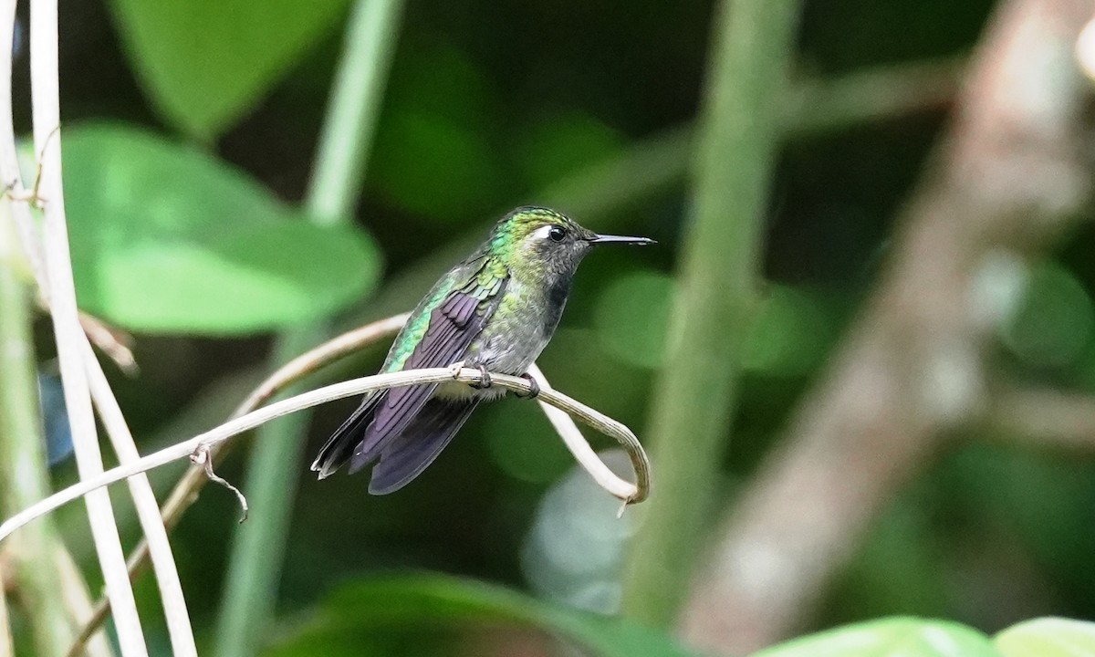 Emerald-chinned Hummingbird - ML640371260