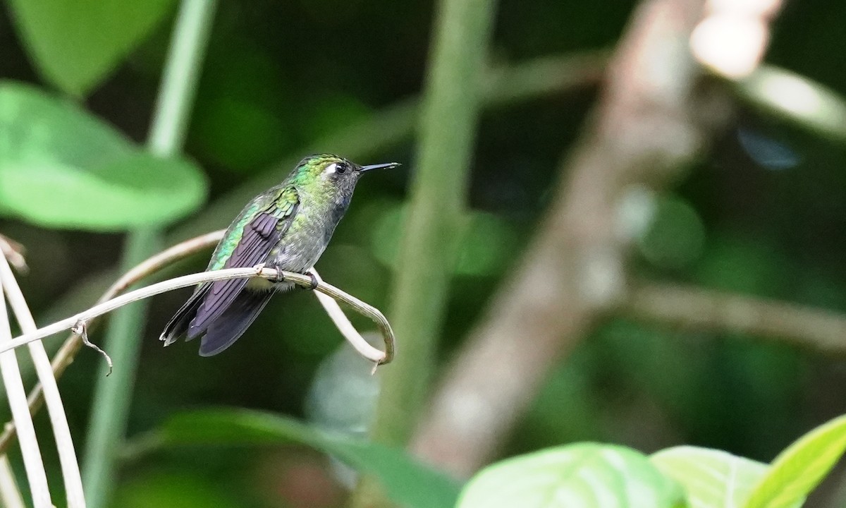 Emerald-chinned Hummingbird - ML640371261