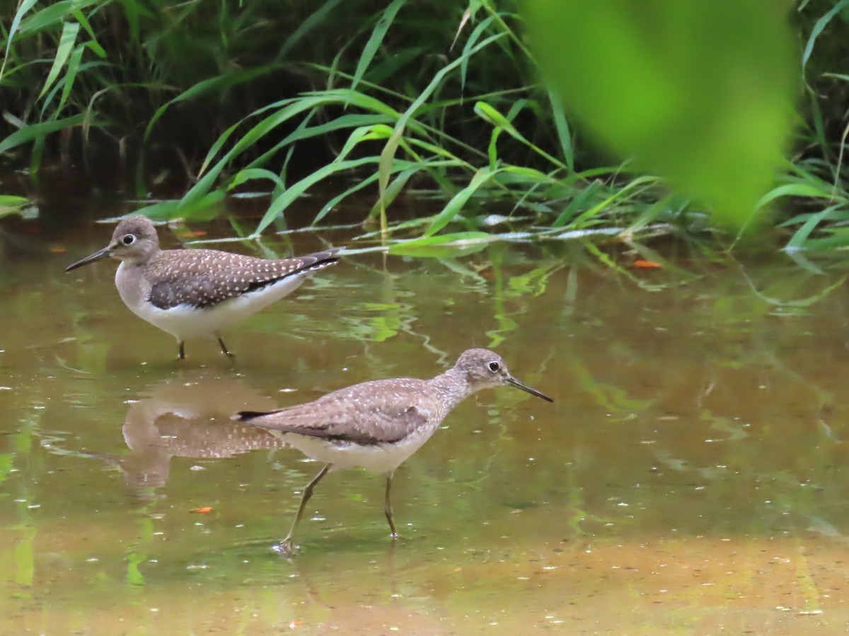 Solitary Sandpiper - ML640371302