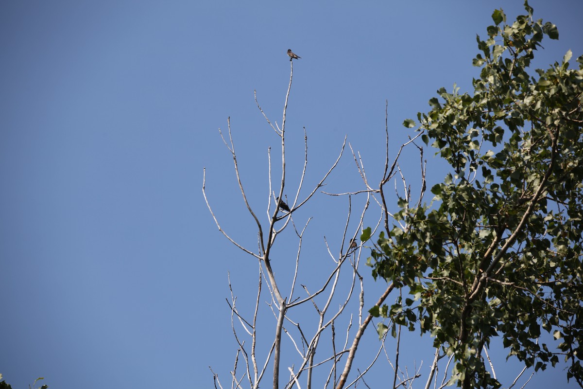 Eastern Kingbird - ML640371303
