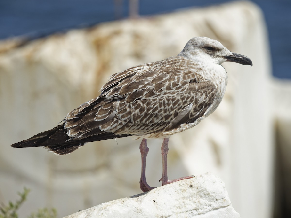 Yellow-legged Gull - ML640371309