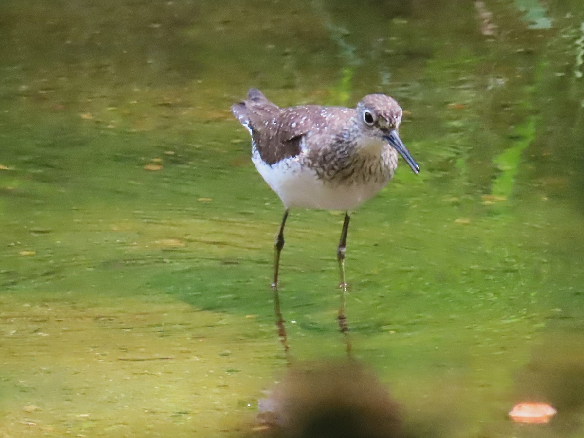 Solitary Sandpiper - ML640371310