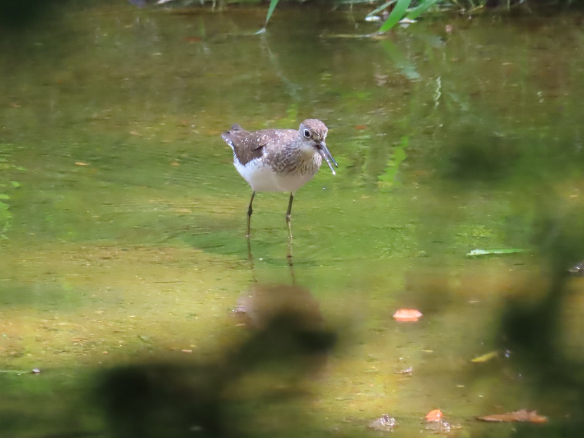 Solitary Sandpiper - ML640371320