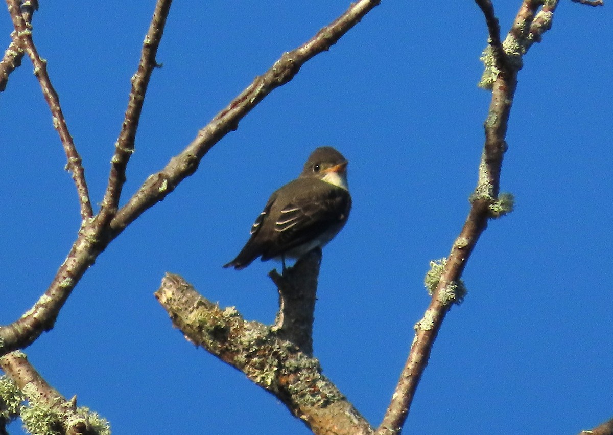 Olivflanken-Schnäppertyrann - ML640371330