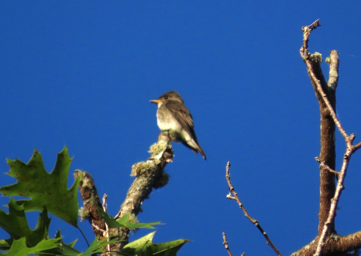 Olivflanken-Schnäppertyrann - ML640371333