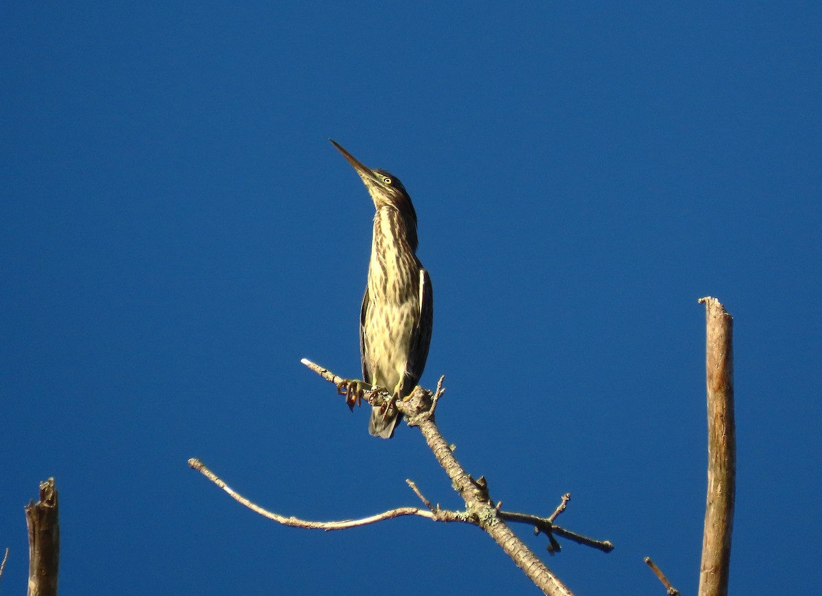 Grünreiher - ML640371346