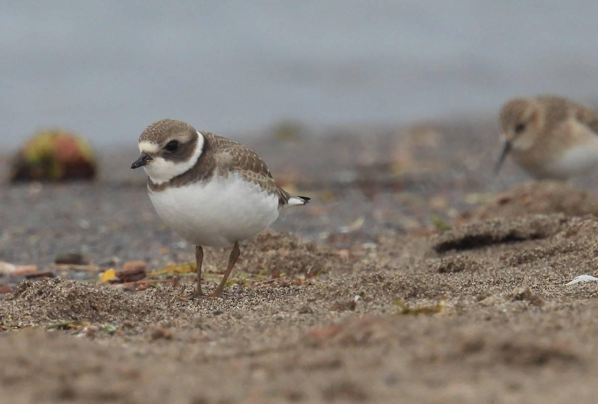 Semipalmated Plover - ML640371363