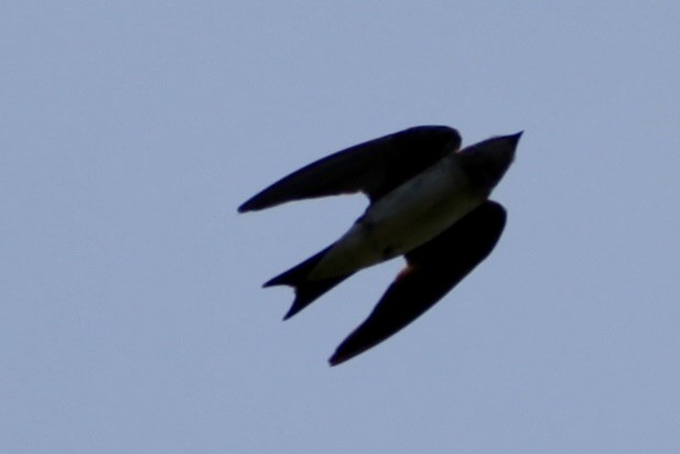 Purple Martin - ML640371366