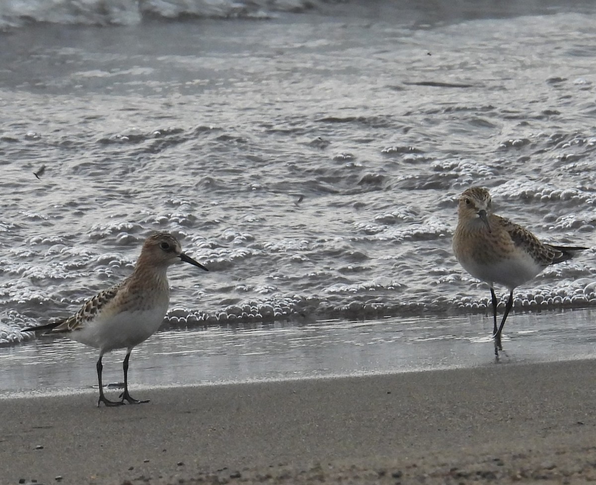 Baird's Sandpiper - ML640371372