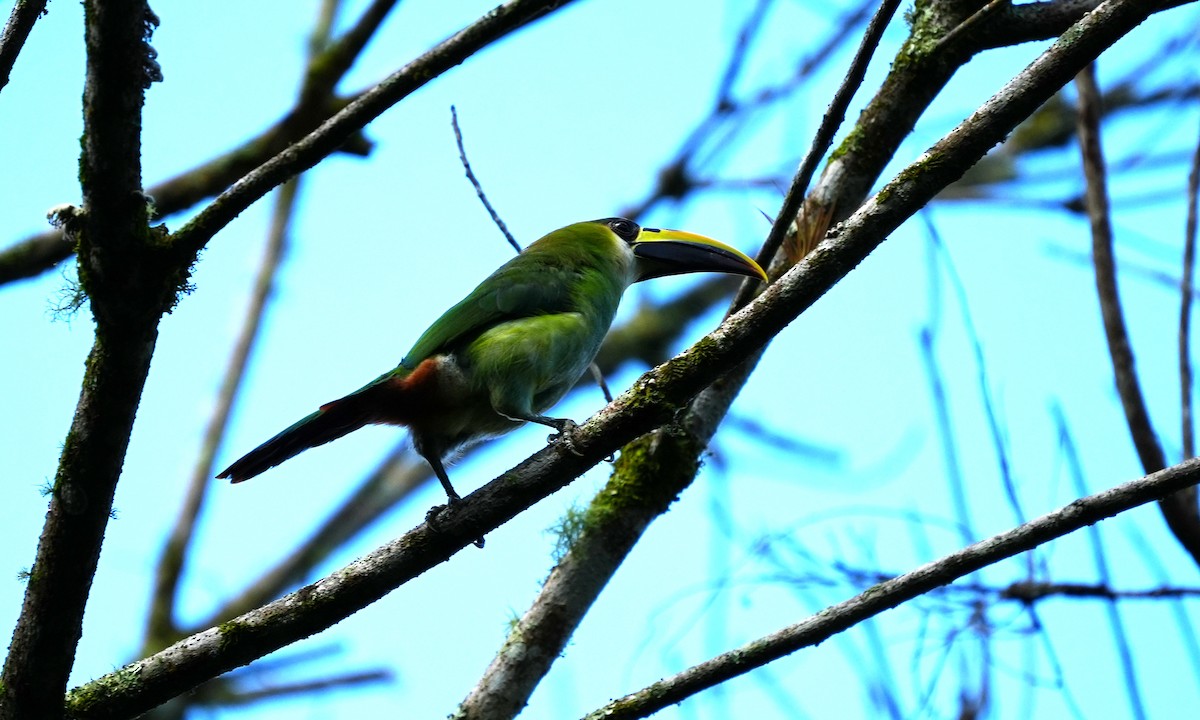 Northern Emerald-Toucanet - ML640371380