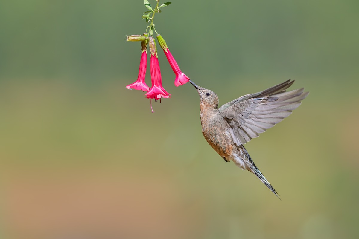 Giant Hummingbird - ML640371421
