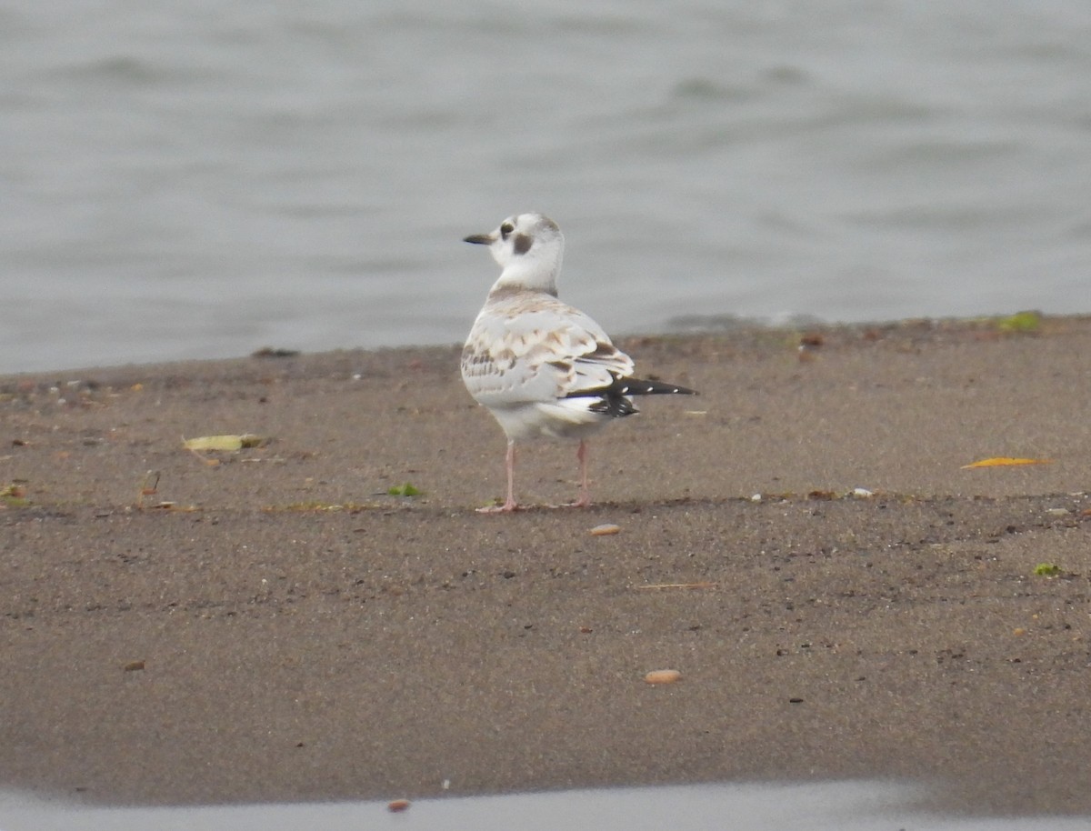Bonaparte's Gull - ML640371436