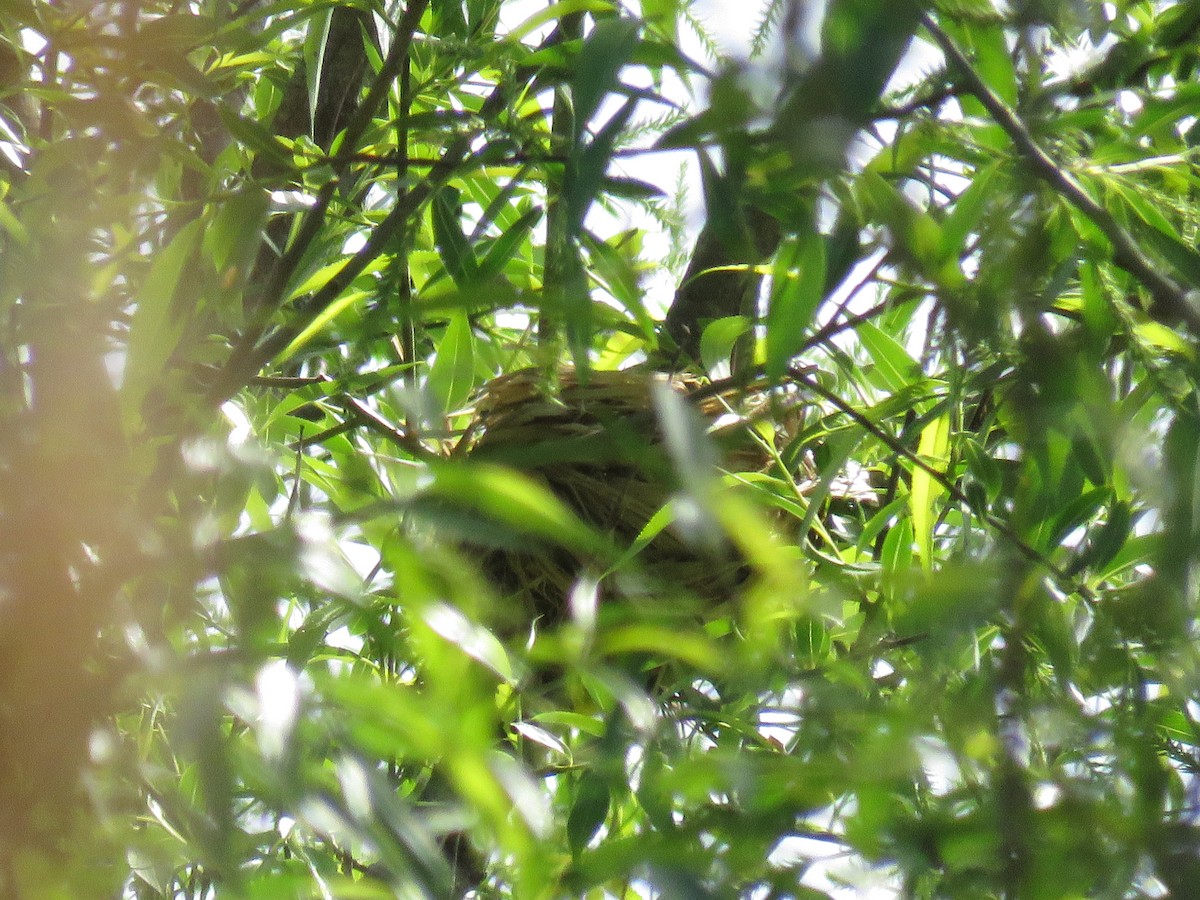 Gray Catbird - ML640371445