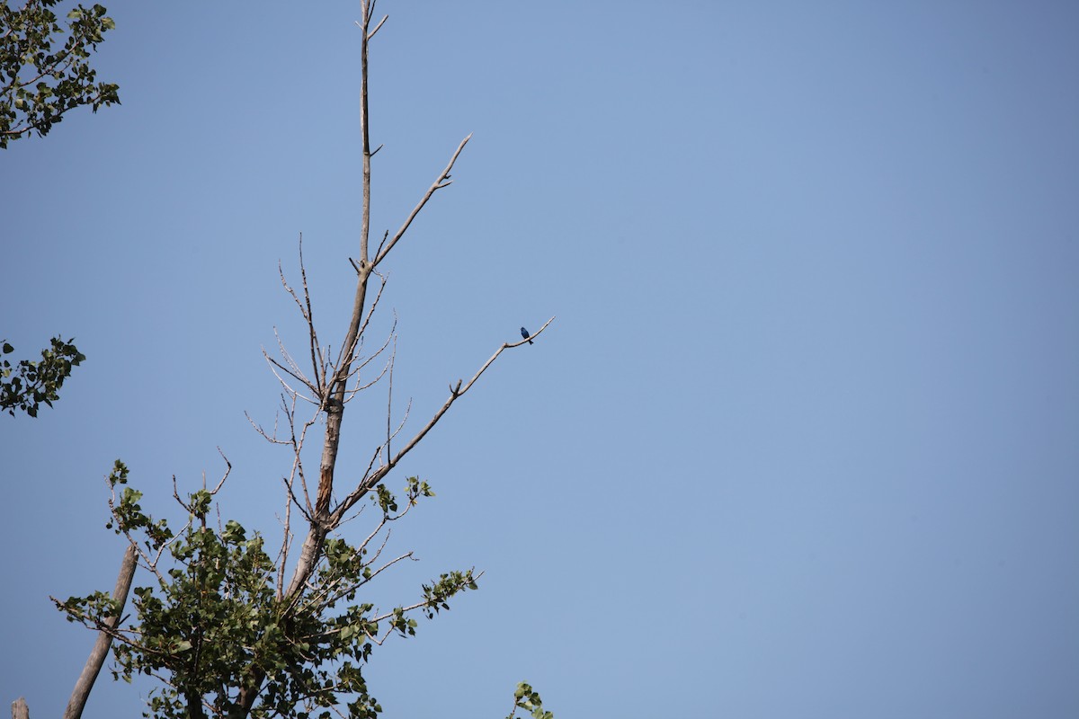 Indigo Bunting - ML640371449