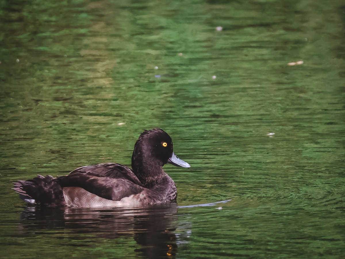 Tufted Duck - ML640371464