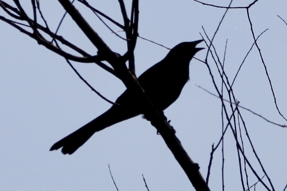 American Crow - ML640371469