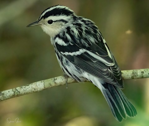Maine Rare Bird Alert: Spot Unique Species Today!