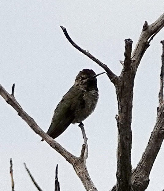 Anna's Hummingbird - ML640371518