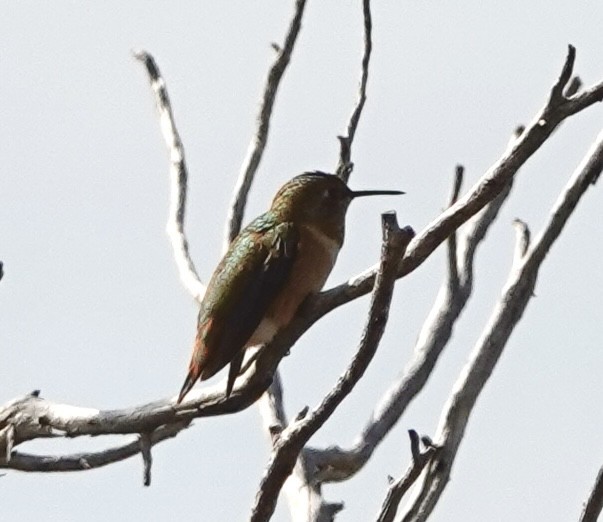 Anna's Hummingbird - ML640371519