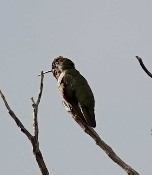 Anna's Hummingbird - ML640371520