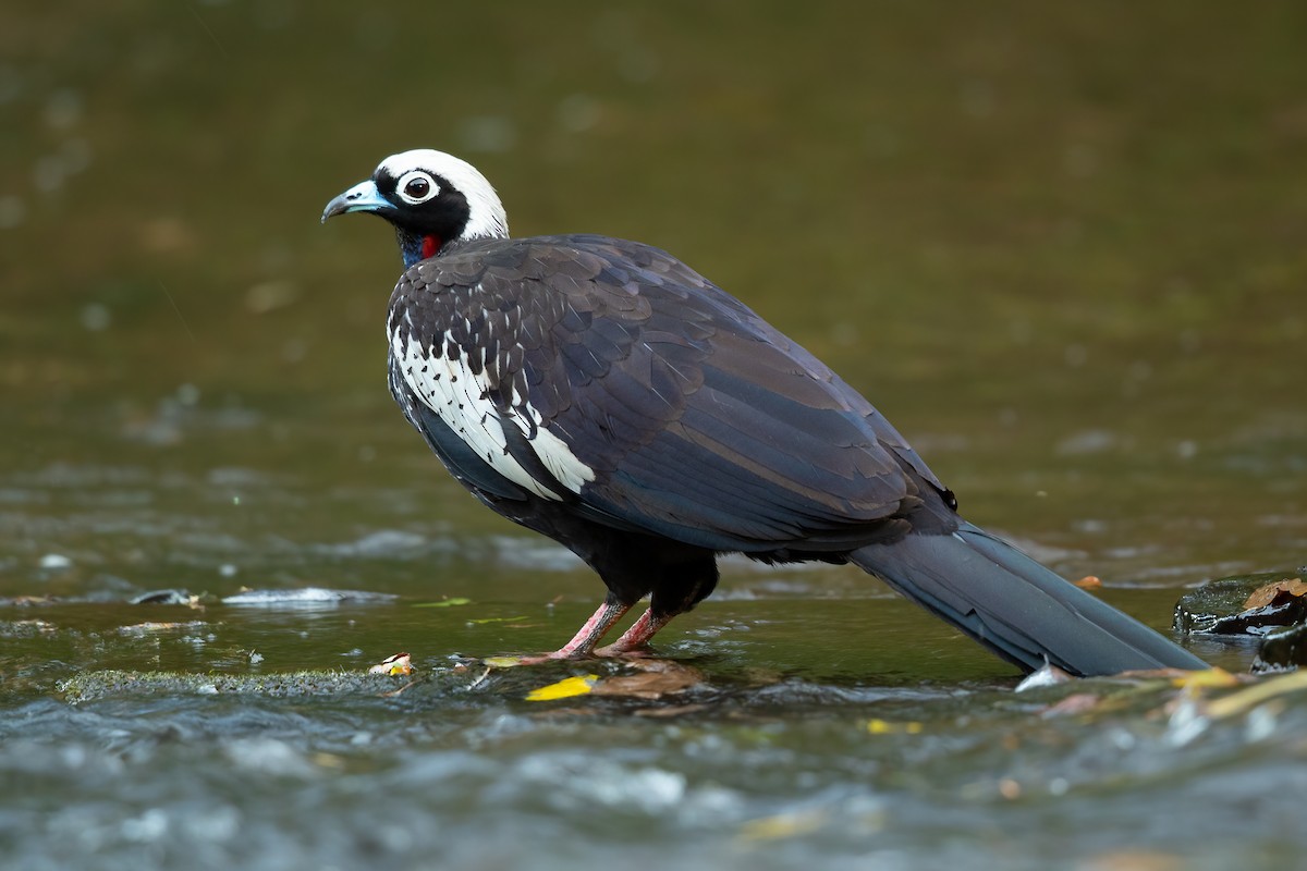 Black-fronted Piping-Guan - ML640371538