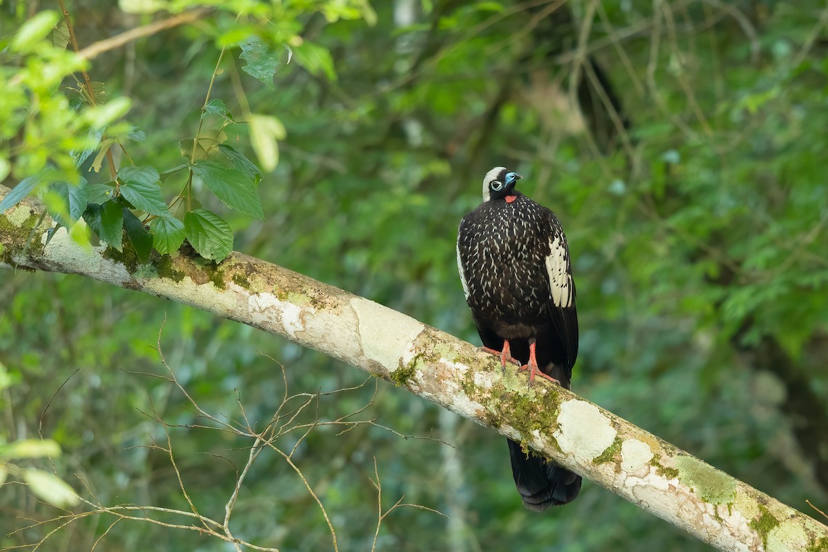 Black-fronted Piping-Guan - ML640371539