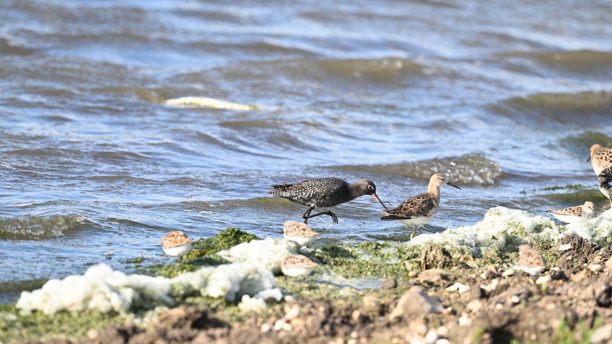 Spotted Redshank - ML640371554